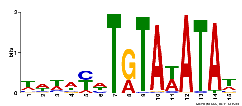 Motif 1 Logo