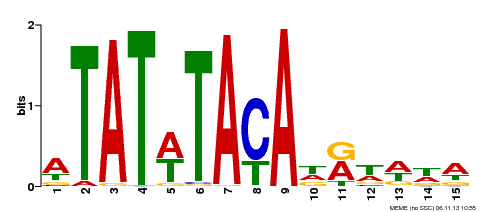 Motif 1 Logo